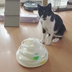 人懐こくて膝乗り猫ダイナくん − 北海道