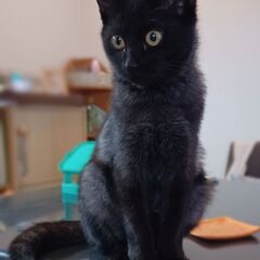【推定５ヶ月】黒猫の男の子です！