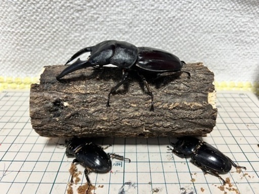 パラワンオオヒラタ新成虫オス1メス2 トリオ　102.4 50.9  49.5