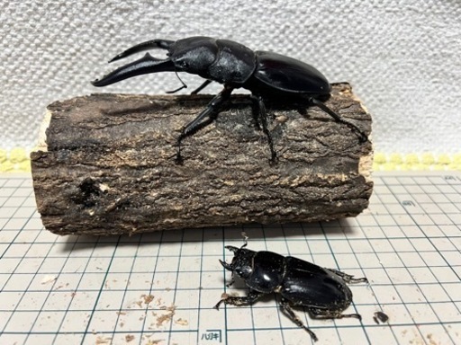 パラワンオオヒラタ新成虫ペア　104.2  52.1