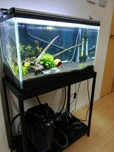 熱帯魚水槽60㎝他色々