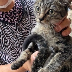 子猫 🐱残り1匹です