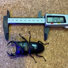 新成虫 グランディスオオクワガタ82.6 ペア