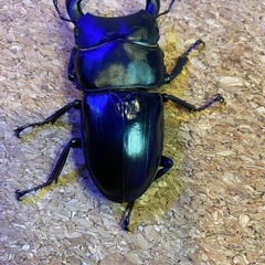 新成虫 グランディスオオクワガタ82.6 ペア