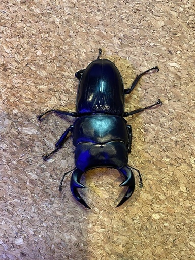 新成虫 グランディスオオクワガタ82.6 ペア