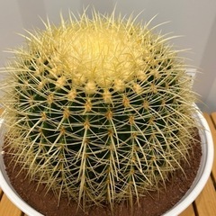 さぼてん村 金鯱 11号