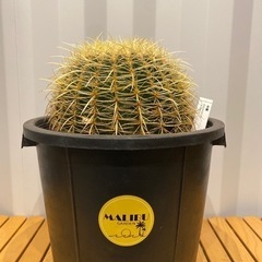 さぼてん村 金鯱 12号