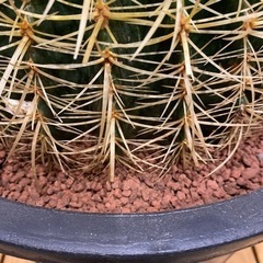 さぼてん村 金鯱 12号