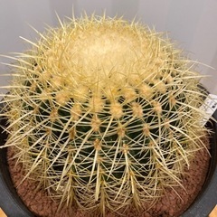 さぼてん村 金鯱 12号