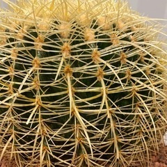 さぼてん村 金鯱 12号