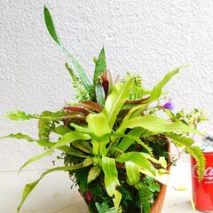 崖の植物