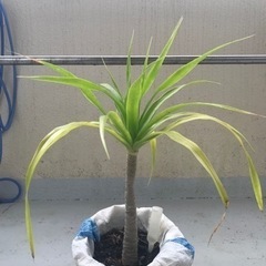 観葉植物　ドラセナ カンボジアーナ 2