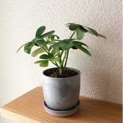 観葉植物　シェフレラ（カポック）④　15cm　おしゃれな2号の鉢...