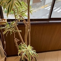 観葉植物