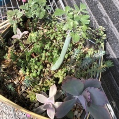 お渡し者決定!多肉植物 10/23