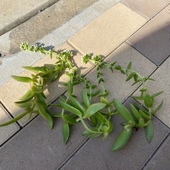 多肉植物　カット