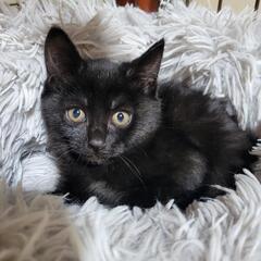 黒猫♀️