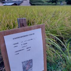 令和4年度産新米　佐賀県特別栽培棚田米　10kg