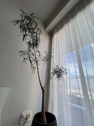 観葉植物　ボトルツリーの木