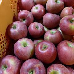 りんご　シナノスイート　家庭用　5kg 産地直送