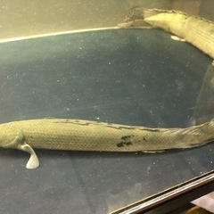 ワイルド　ビキール