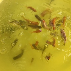 ミックスの金魚　1匹¥50