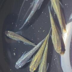緑光ラメサファイア系　雄1雌2