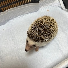 ハリネズミ　新しい家族が決まりました。