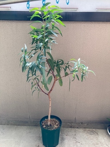 ユーカリ　カマルドレンシス