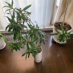 観葉植物鉢付き