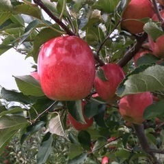 リンゴ　お店では買えない丸かじりリンゴ　収穫体験