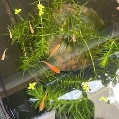 神奈川県のアナカリスの中古が安い 激安で譲ります 無料であげます ジモティー