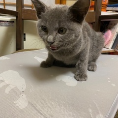 女の子の子猫です🐈家族募集 − 茨城県