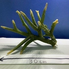 レプリカサンゴ 3 約30cm