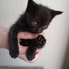 子猫の黒猫ちゃん里親さん募集「9月3日生まれ」