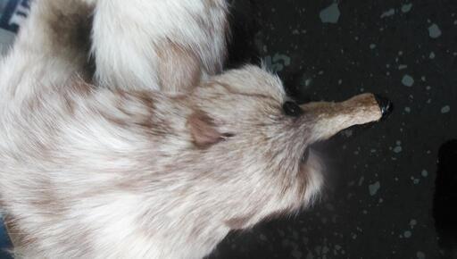 ミンクの襟巻き | pcspeed.com.pe