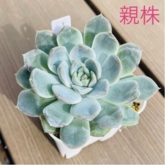 【多肉植物】韓国苗 ヒアリナ×ラウイ 抜き苗1本