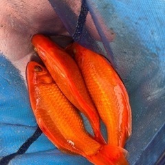 【金魚】国産　和金　9cm　以上