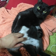 迷い猫探しております。黒猫　雑種　メス