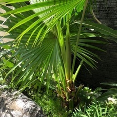 ヤシの木 ソテツ