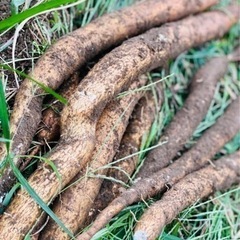 自家製無農薬 キャッサバ 黄色 甘味種 手掘り 1kg