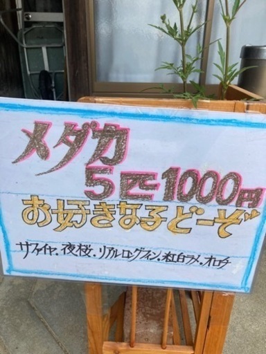 メダカいろいろ