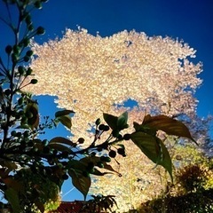 伐採　桜の木　丸太　薪　枝　落ち葉