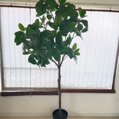 【ネット決済】人工観葉植物 IKEA フェイカ 180cm