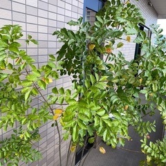 シマトネリコ　鉢植え　170センチ