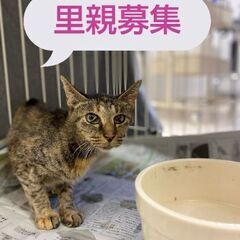家猫修行中　キジ猫　シニア - 長崎市