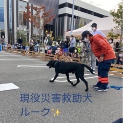 LECT DOG GREETING - その他