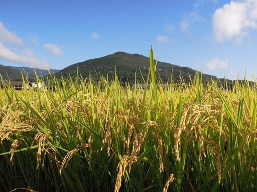 令和４年新米 特別栽培米（農薬及び化学肥料田植え後の栽培期間中不使用） ヒノヒカリ玄米 ３０kg ④