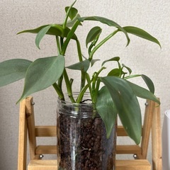 観葉植物★シルバーメタル