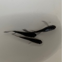 高級メダカ170匹前後+屋外飼育棚、プランター等の用具一式